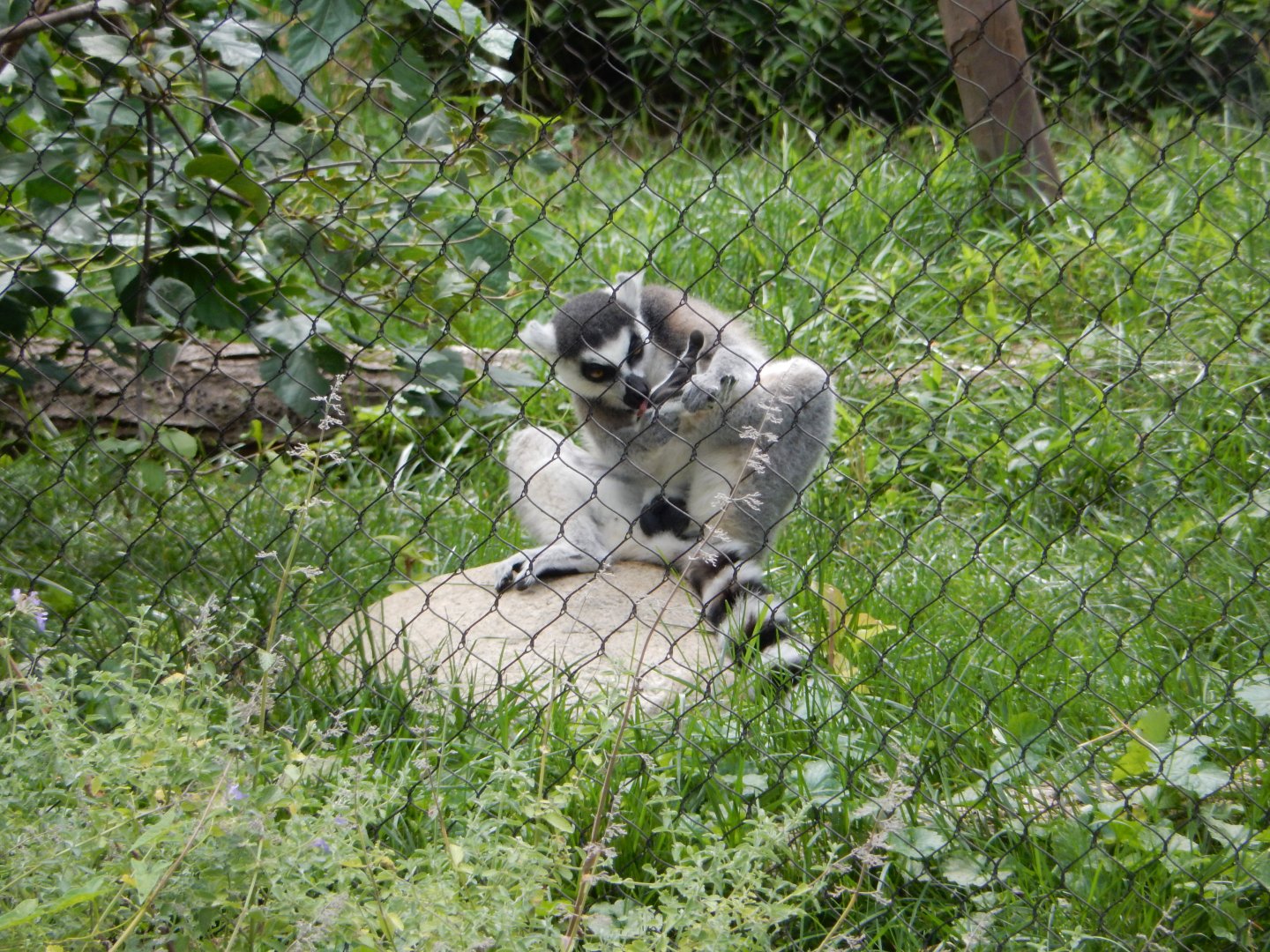 8/17/2020 - Ring-Tailed Lemur Grooming