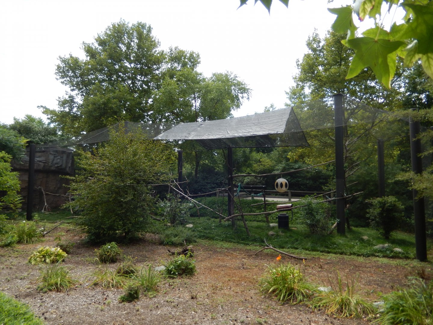 8/17/2020 - Ring-Tailed Lemur & Radiated Tortoise Exhibit