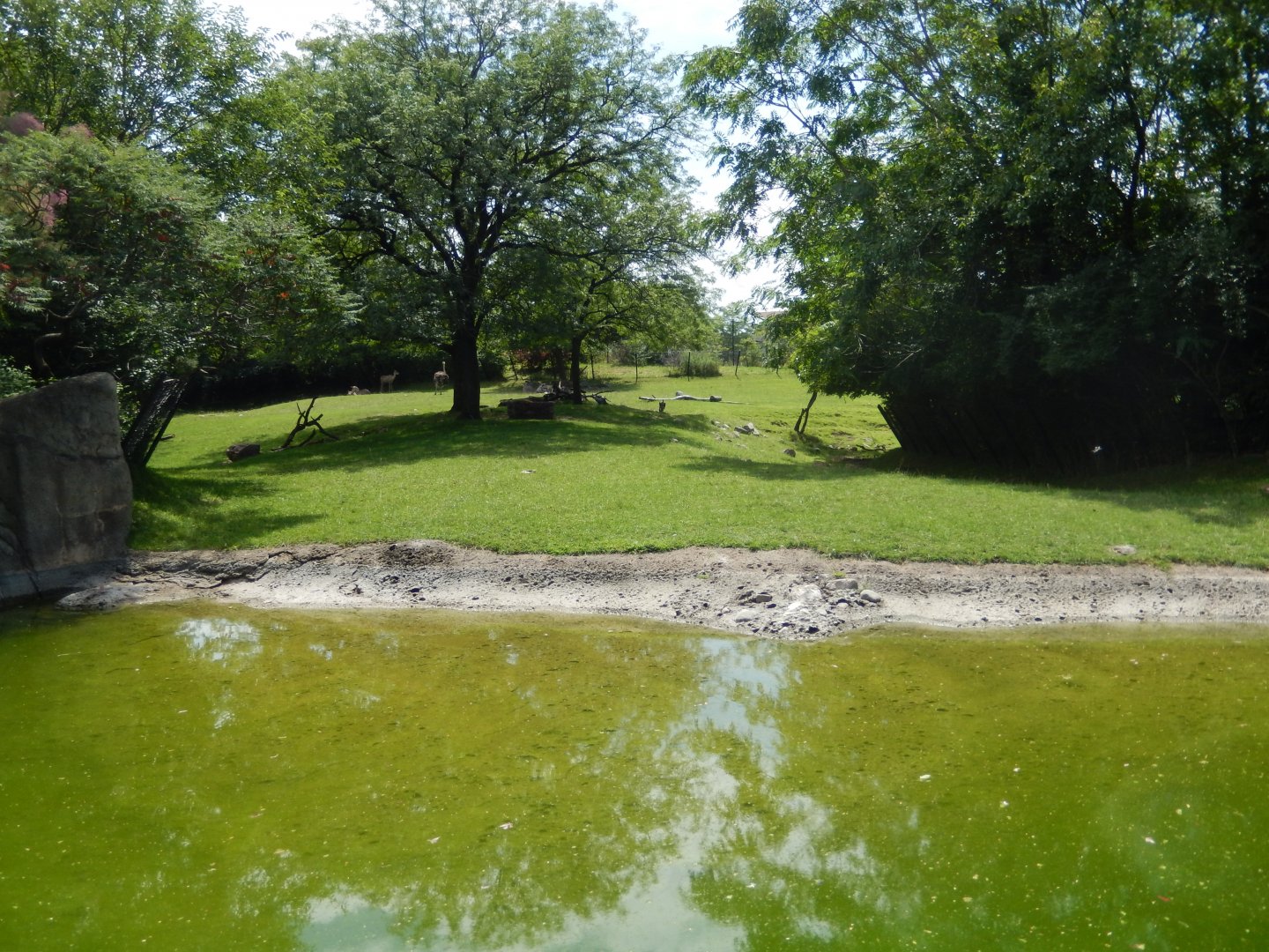 8/17/2020 - Savannah Habitat - Waterhole View