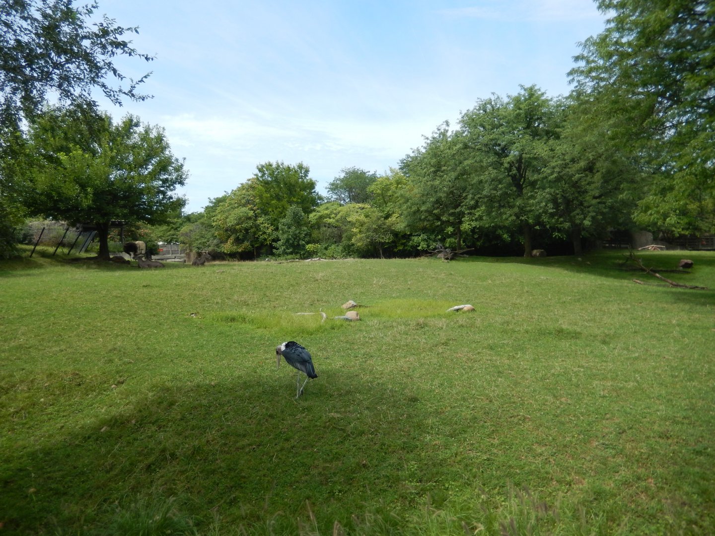 8/17/2020 - Savannah Habitat