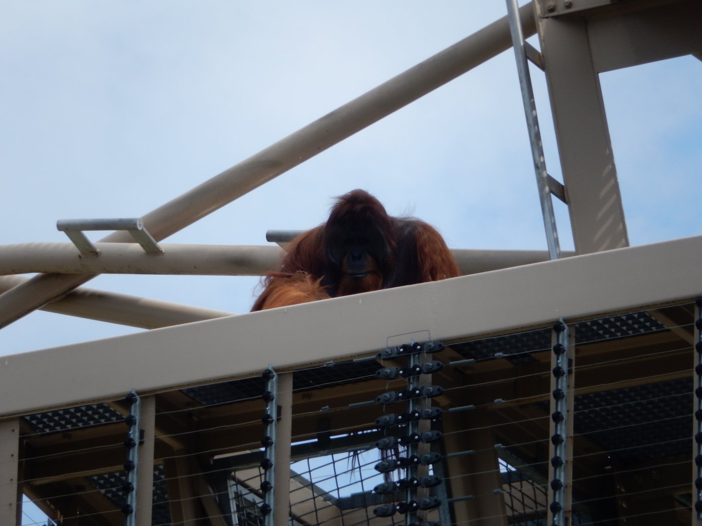 8/17/2020 - Sky High Orangutan