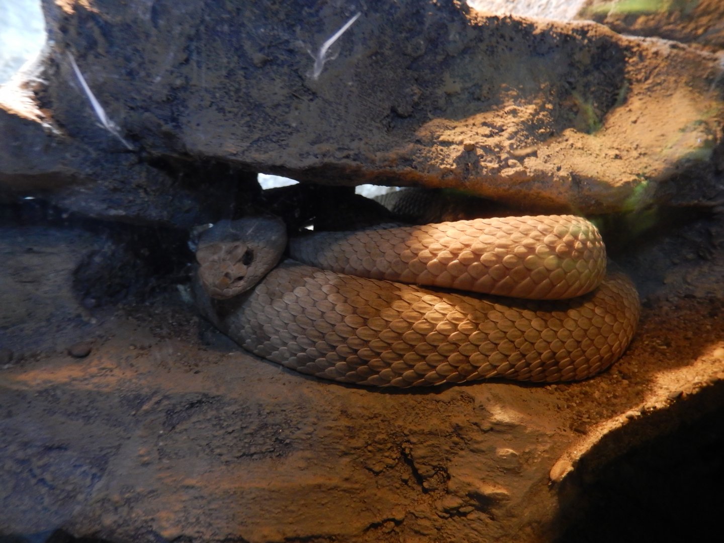 8/17/2020 - Species Help Please?