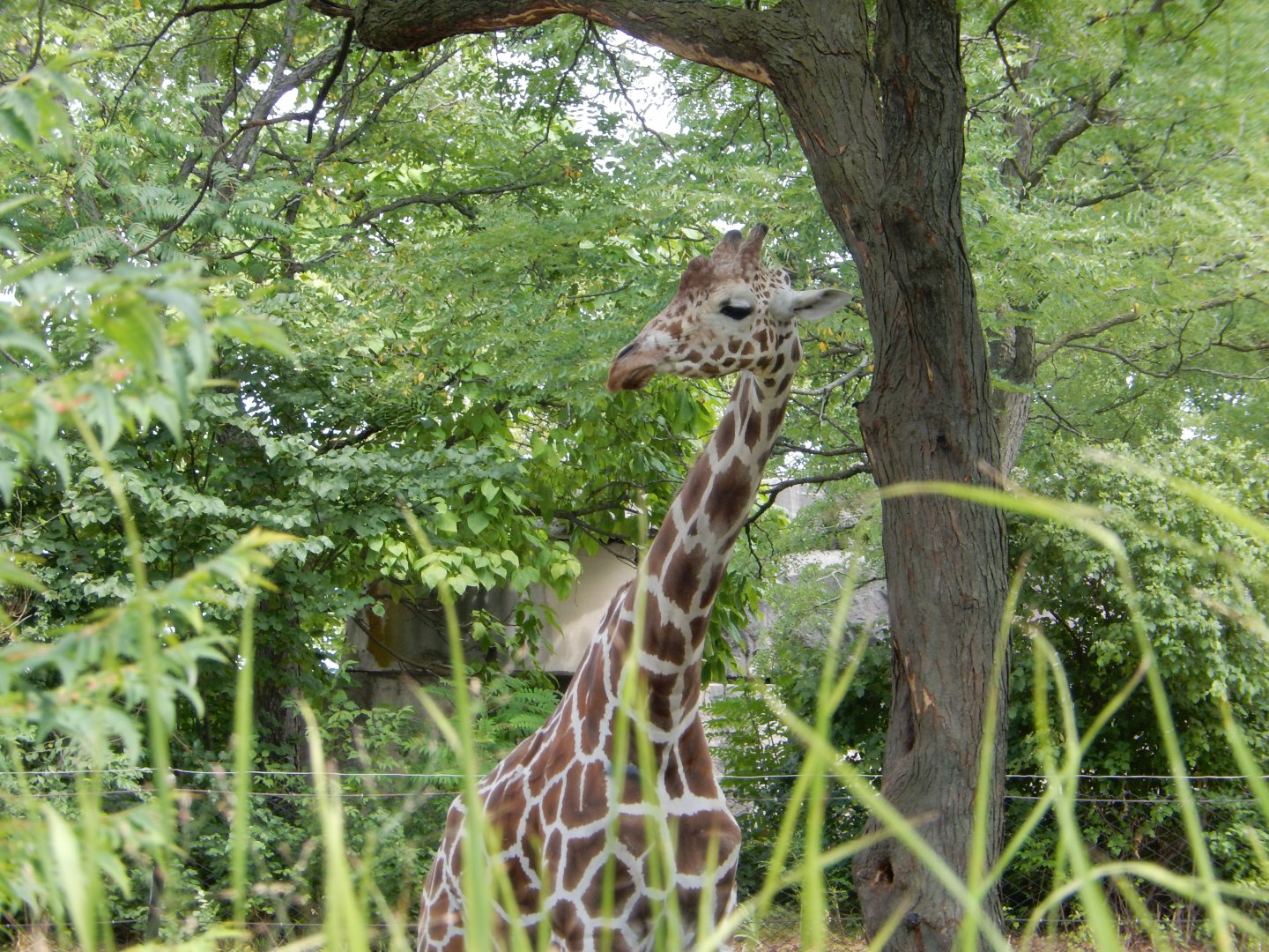8/17/2020 - Tall Mammal Thru the Tall Grasses