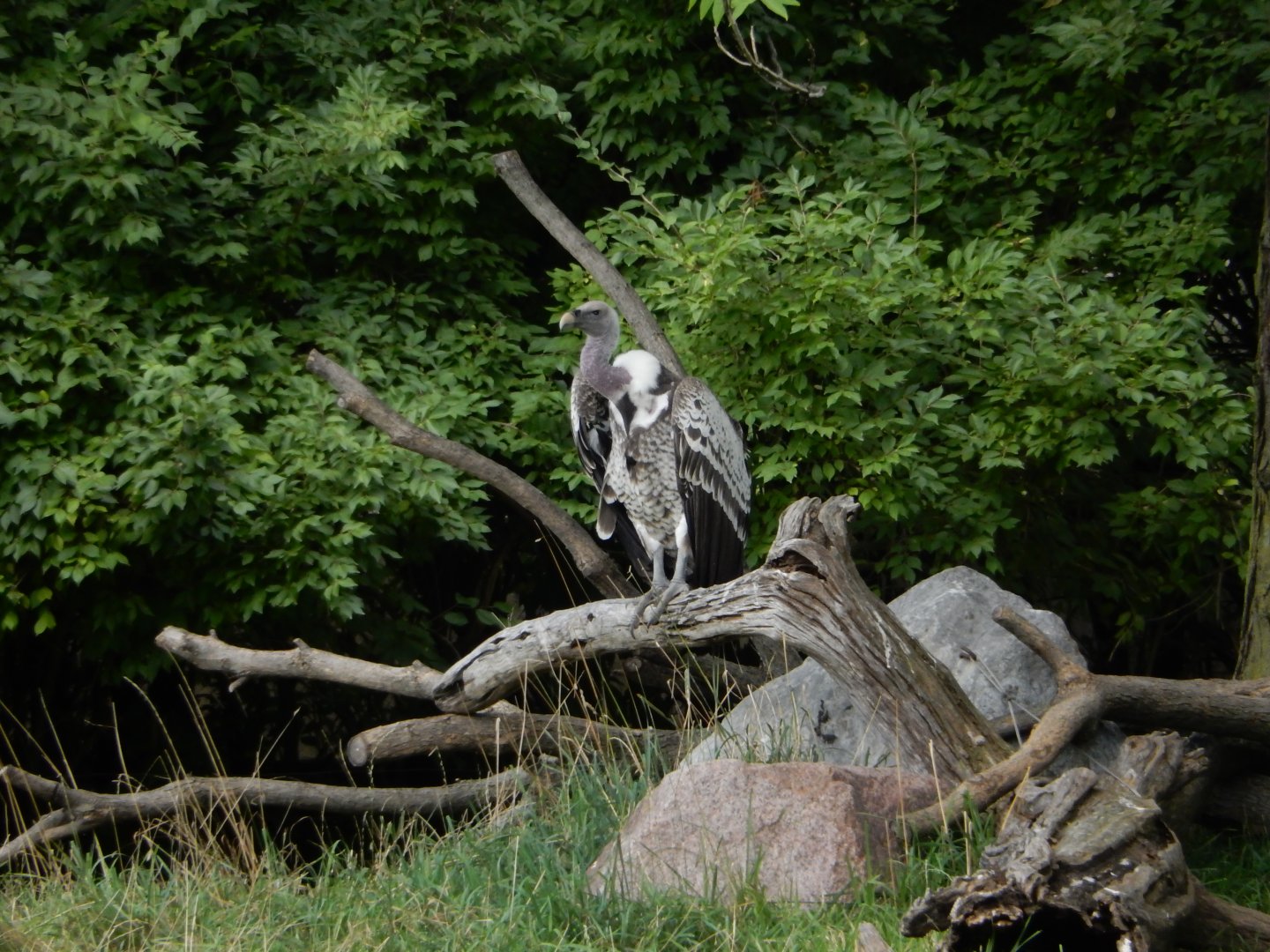 8/17/2020 - The Vulture King