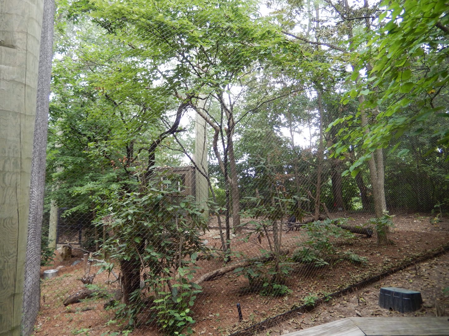 8/17/2020 - Turkey Vulture Aviary