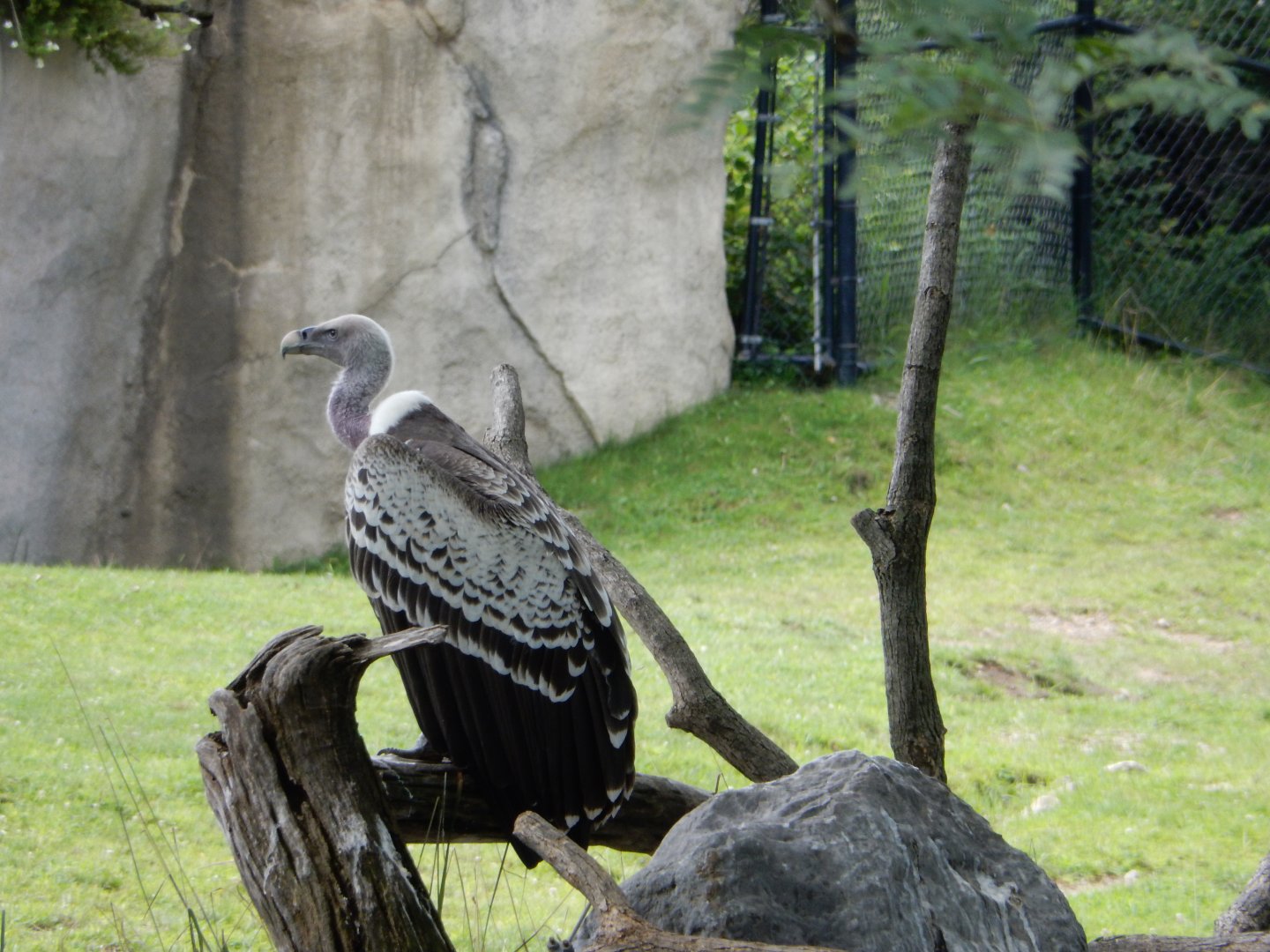 8/17/2020 - Vulture on Duty