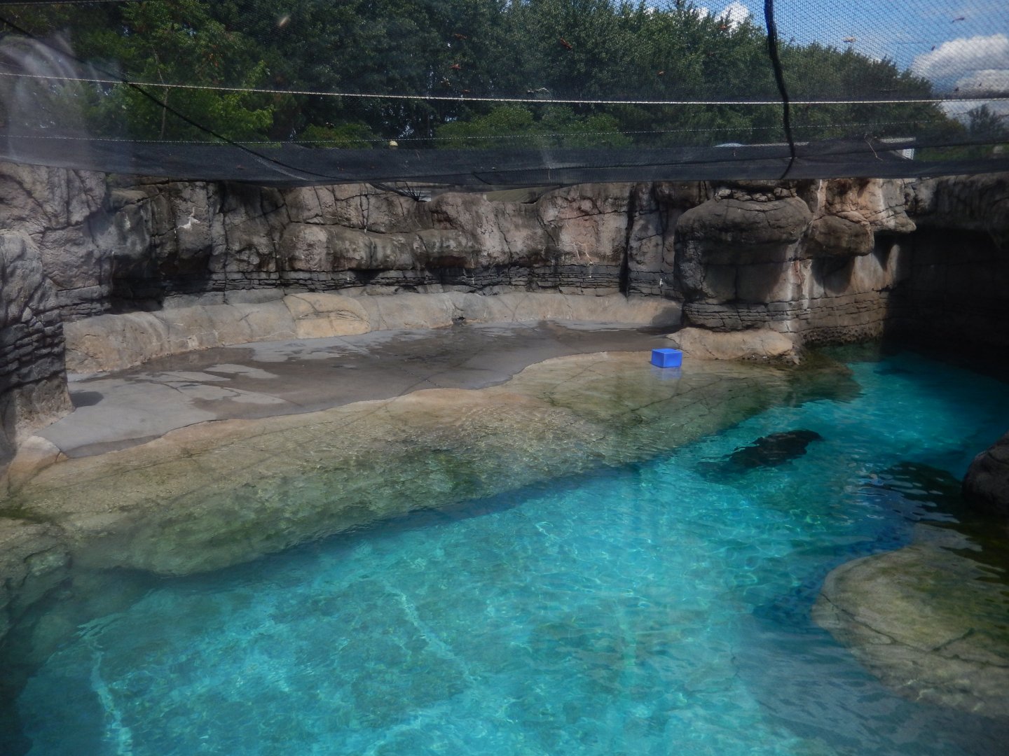 8/17/2020 - Walrus Habitat