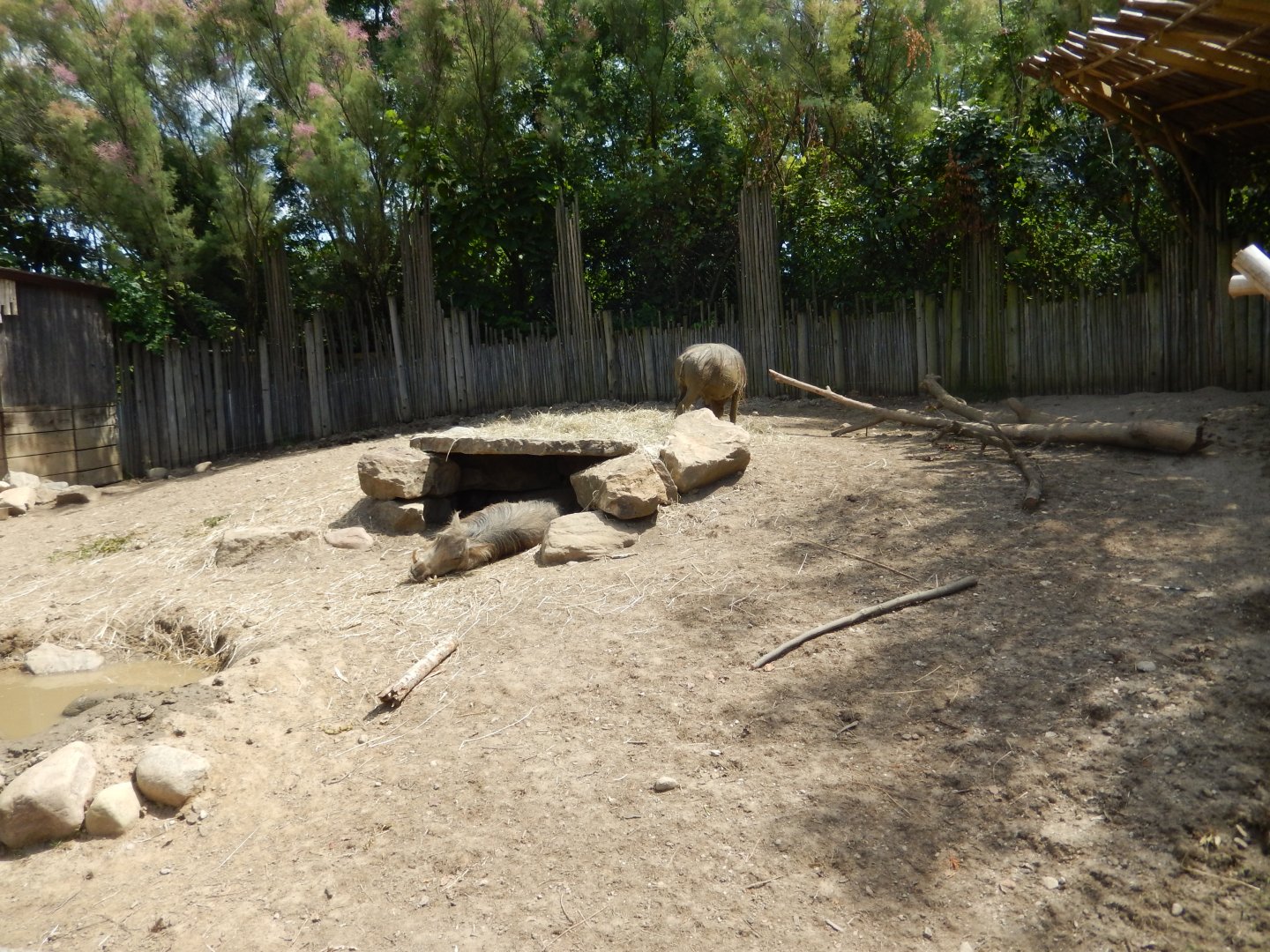 8/17/2020 - Warthog & Cape Porcupine Exhibit