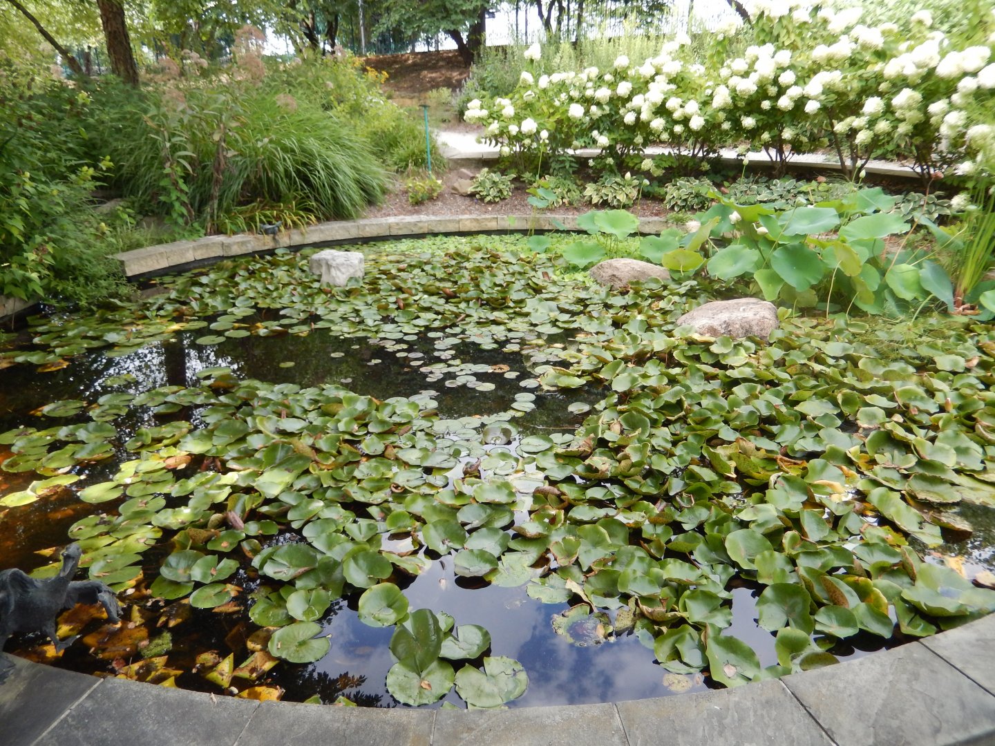 8/17/2020 - Water Garden