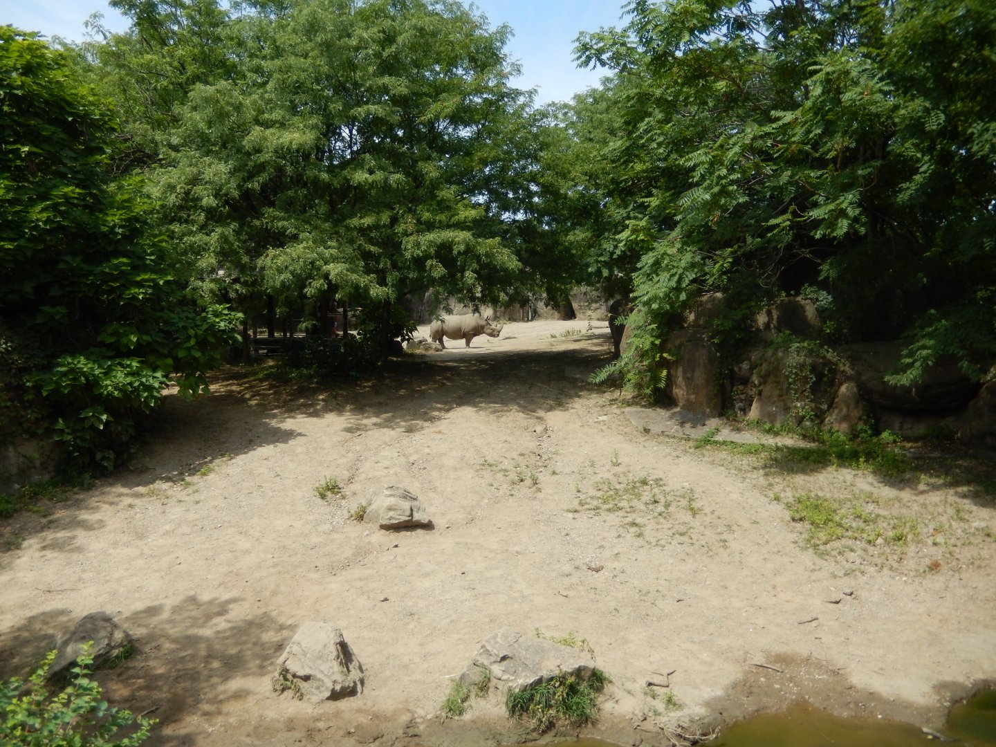 8/17/2020 - White Rhino Habitat