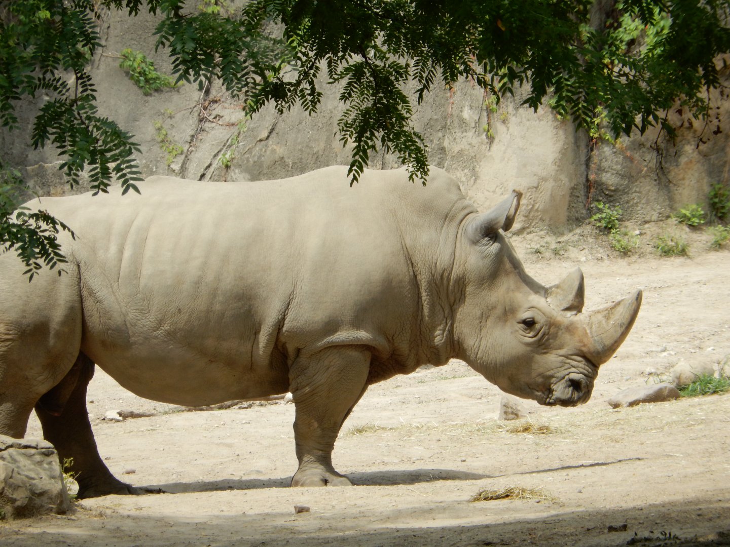 8/17/2020 - White Rhino