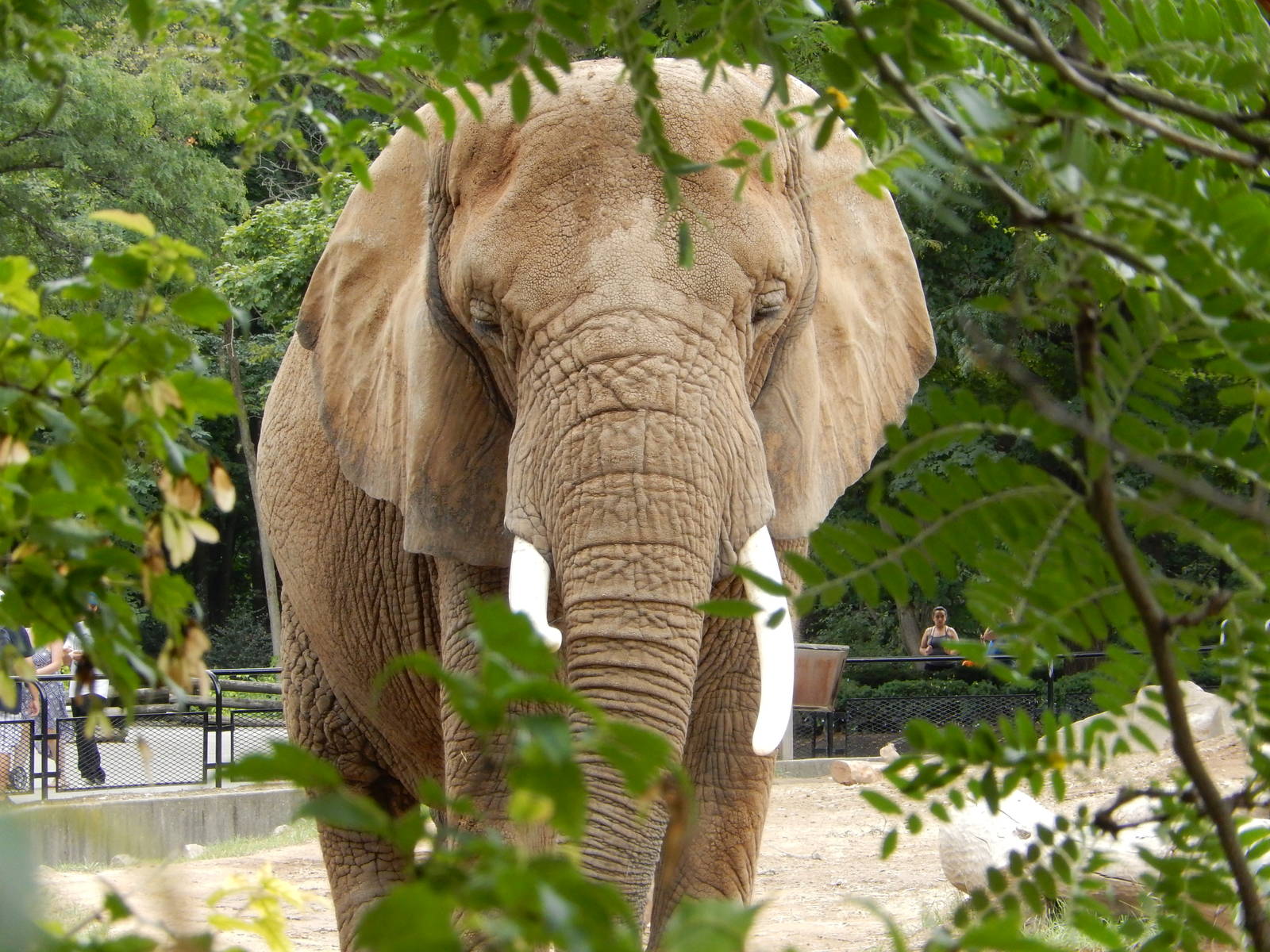 8/18/2015 - Elephant Bush Portrait