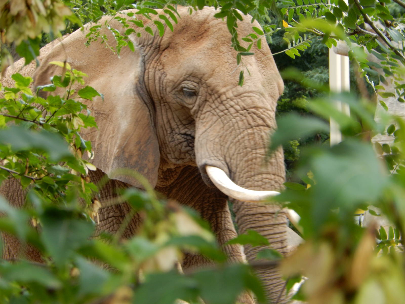 8/18/2015 - Elephant Bush Portrait