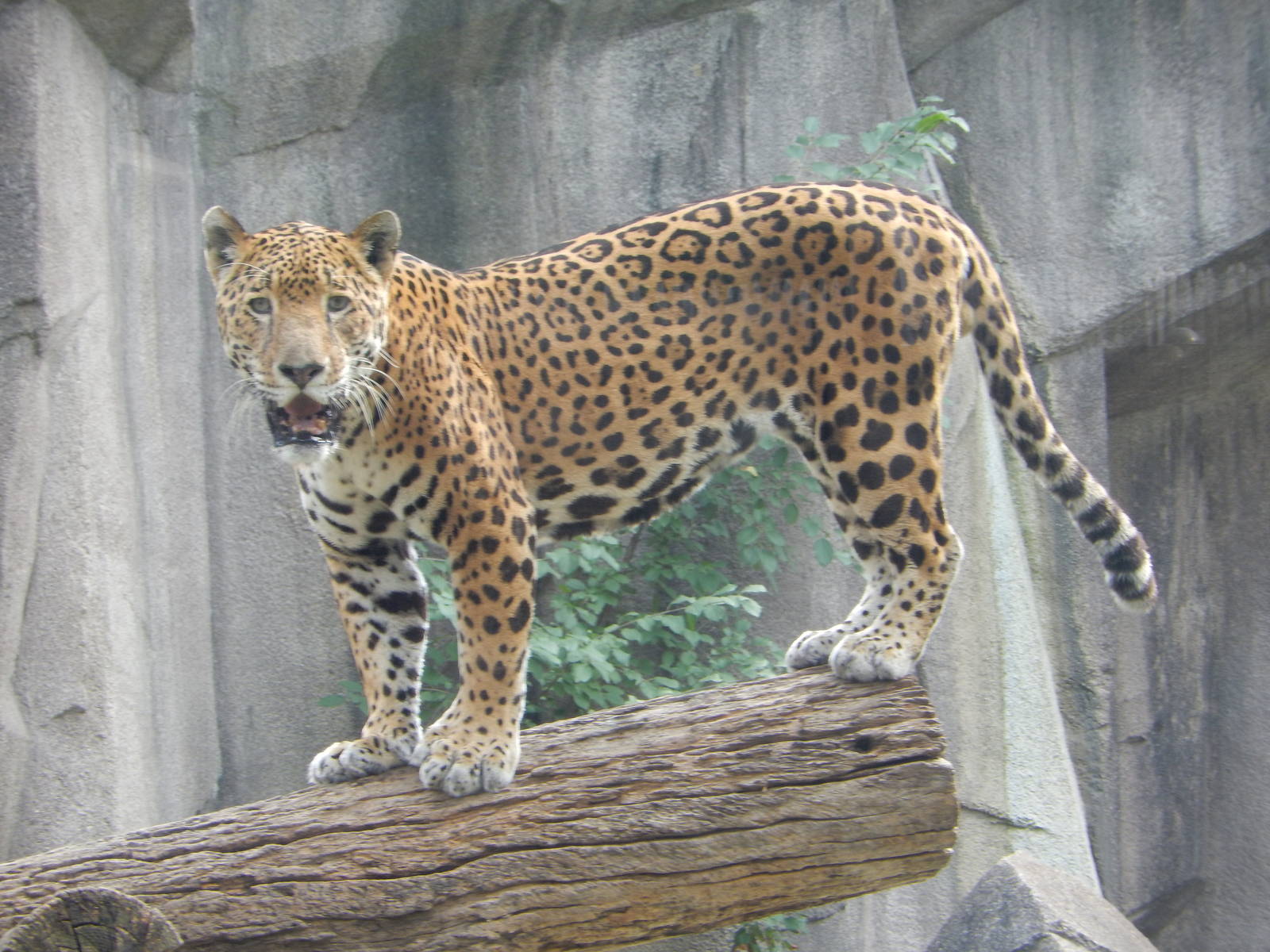 8/18/2015 - Pat the Cat