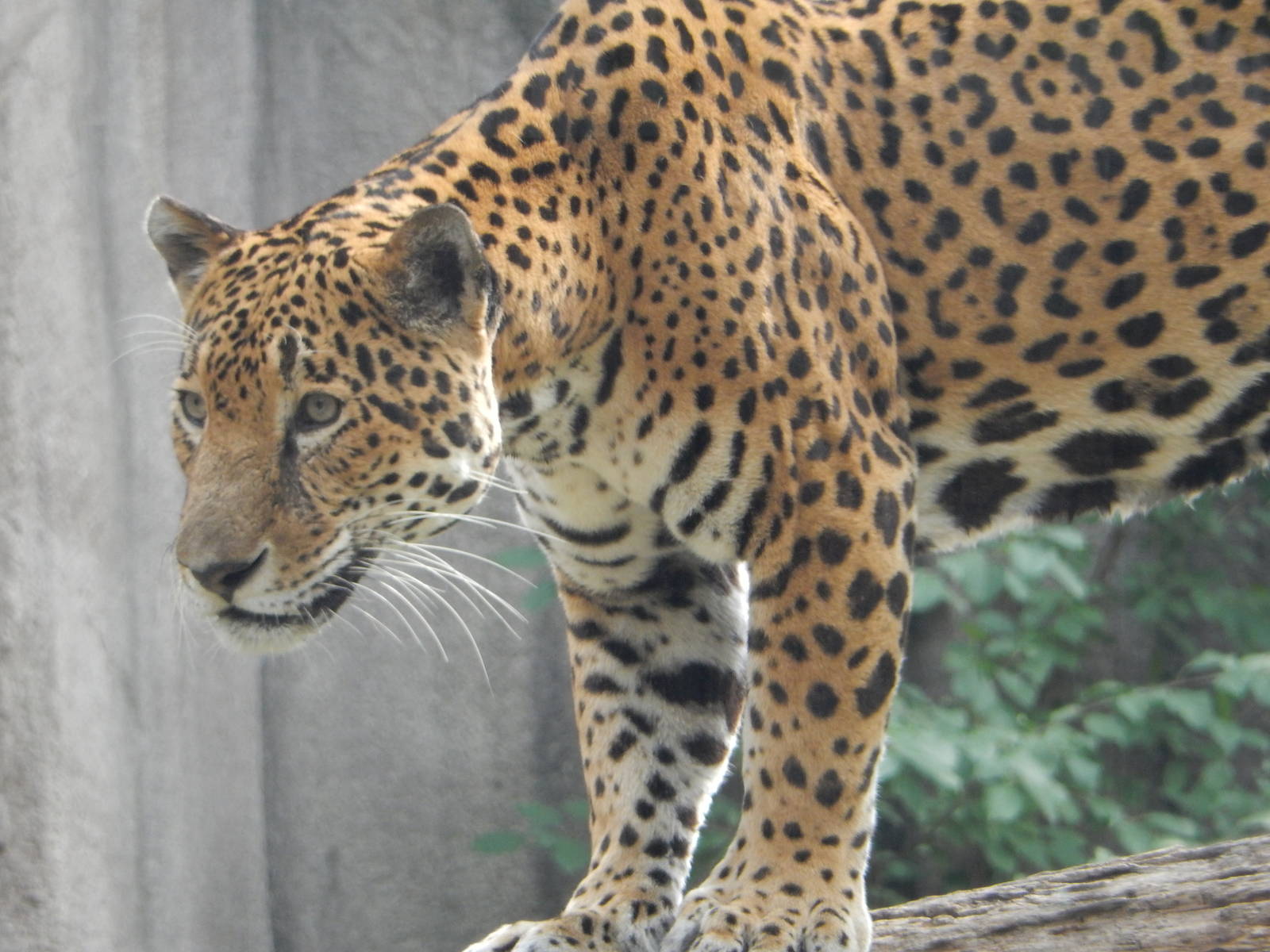 8/18/2015 - Pat the Cat