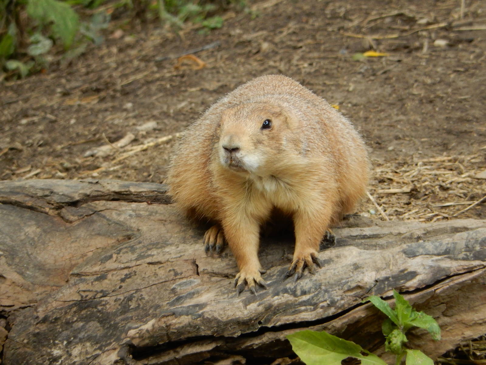 8/18/2015 - Prairie Dog
