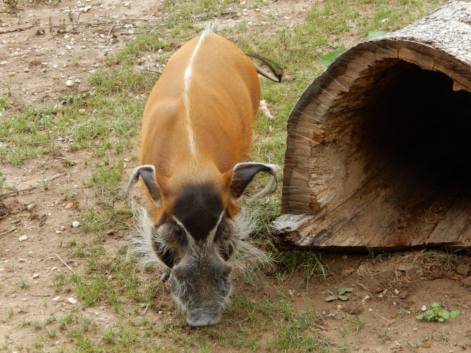 8/18/2015 - Red River Hog
