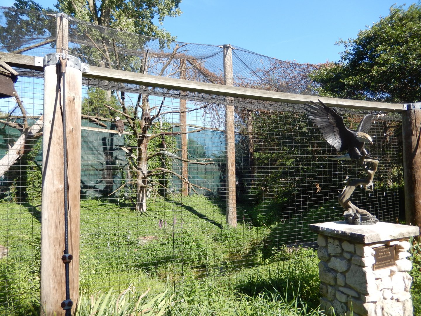 8/19/2019 - Bald Eagle Aviary