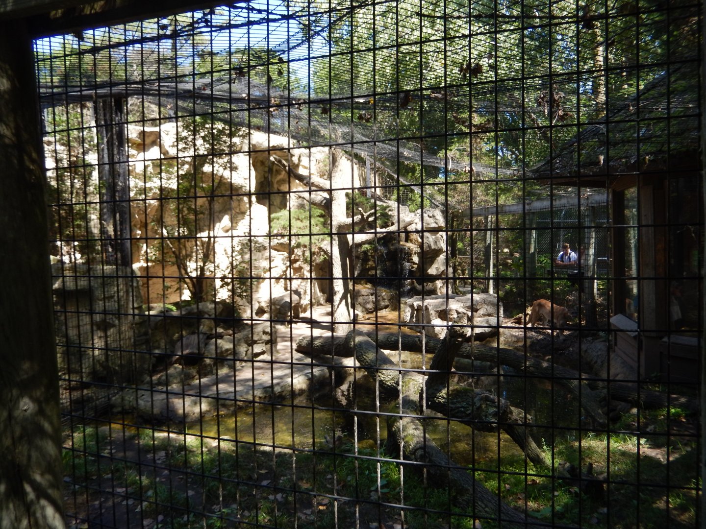 8/19/2019 - Cougar Exhibit