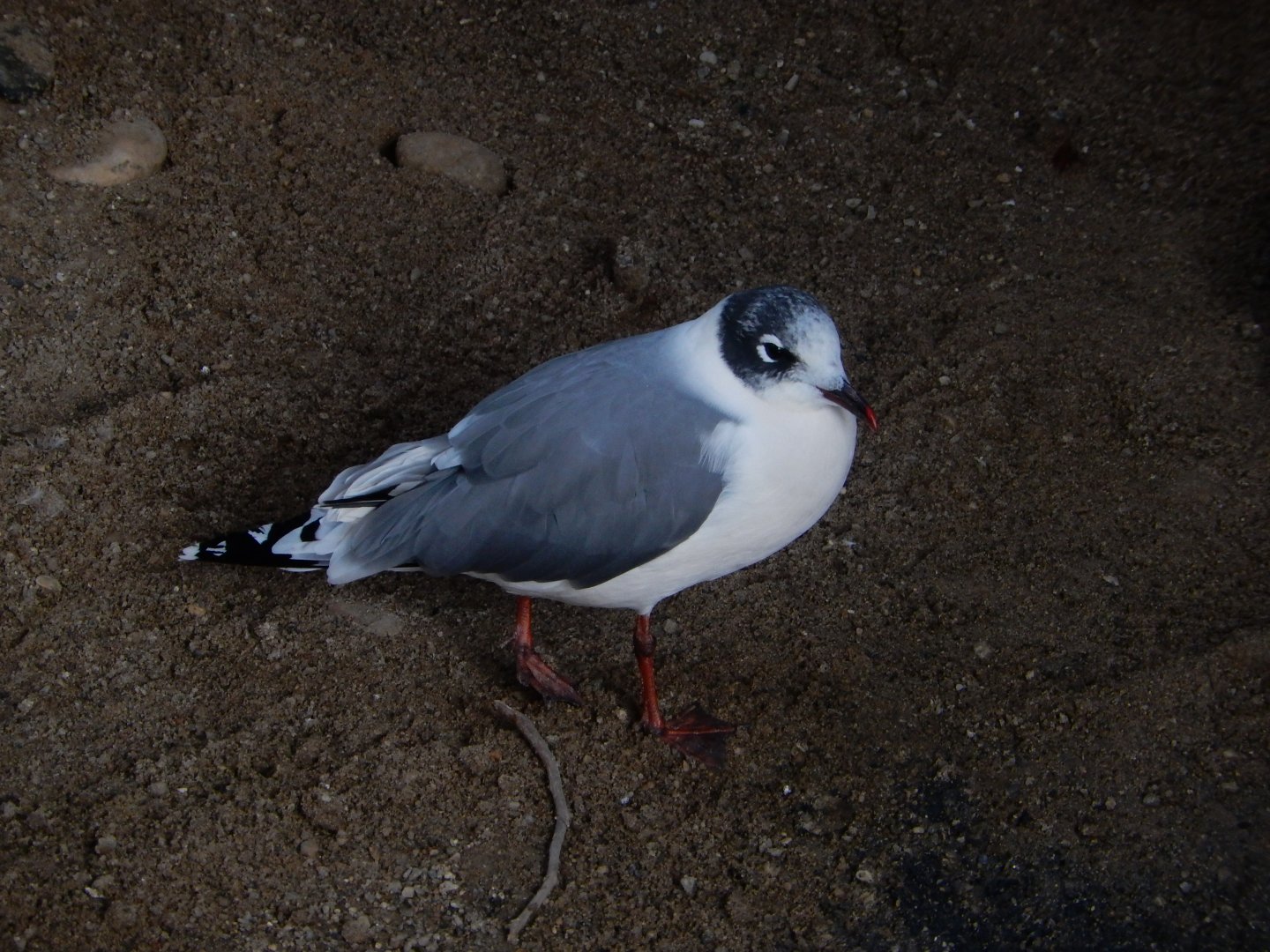 8/19/2019 - Franklin's Gull