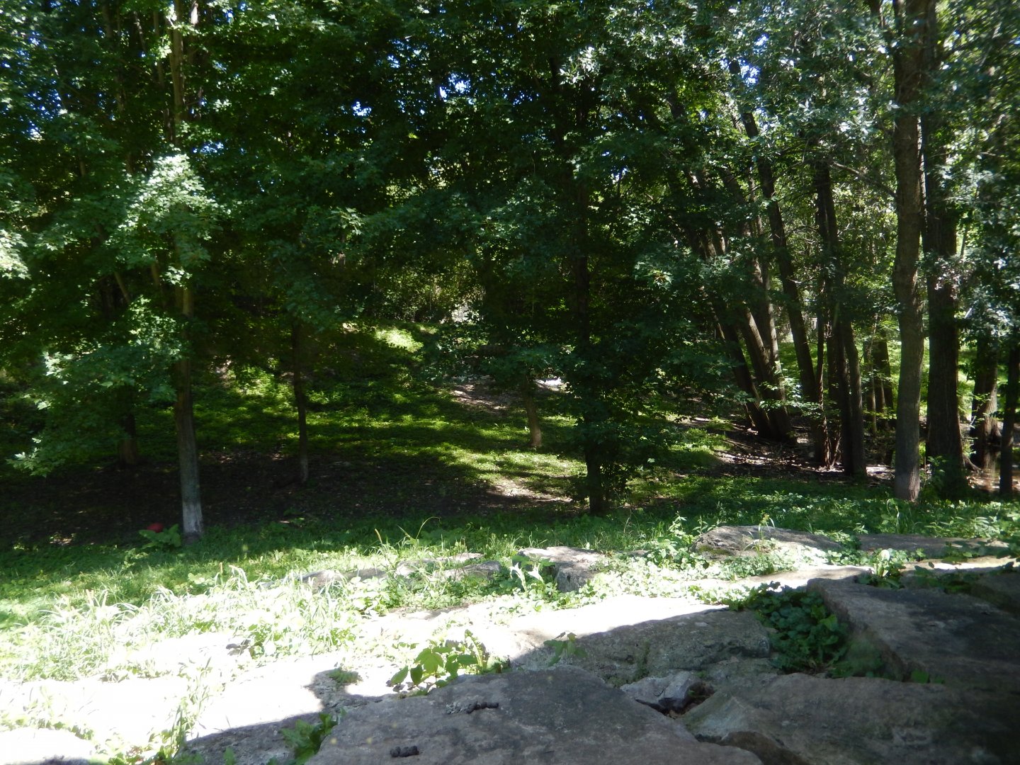 8/19/2019 - Gray Wolf Habitat