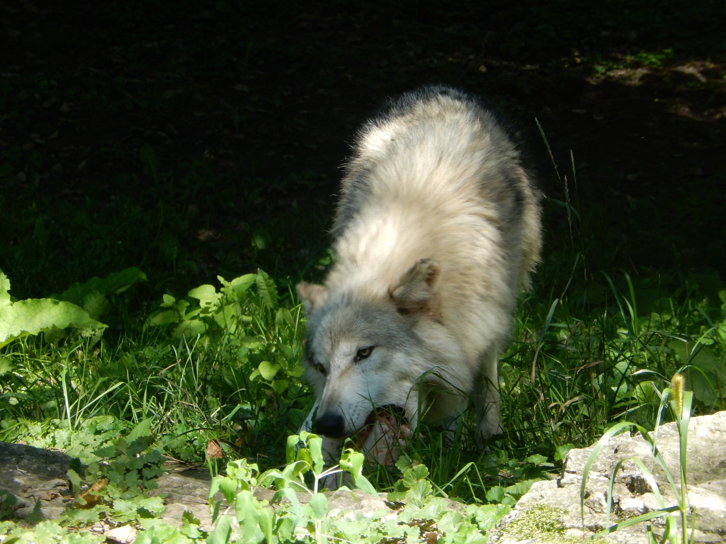 8/19/2019 - Gray Wolf