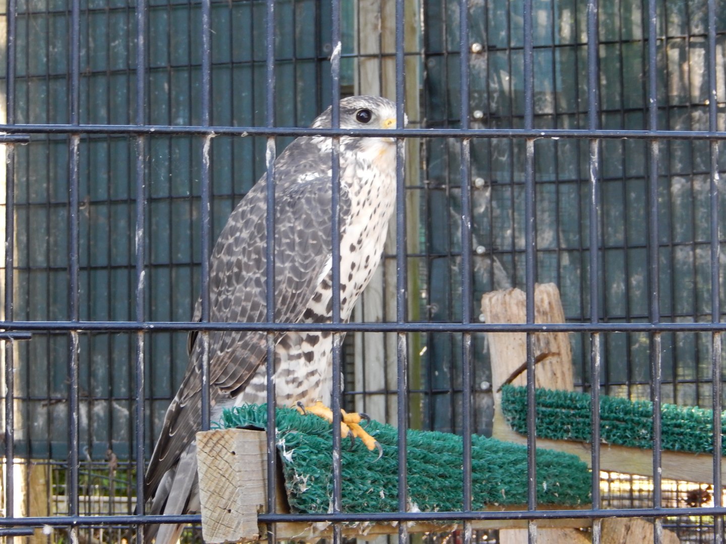 8/19/2019 - Gyrfalcon