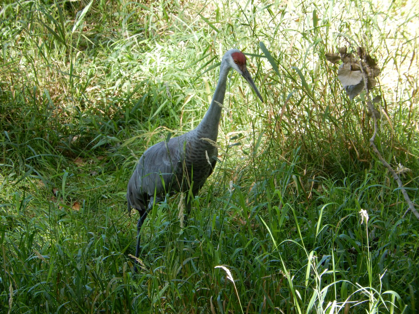8/19/2019 - Sandhill Crane