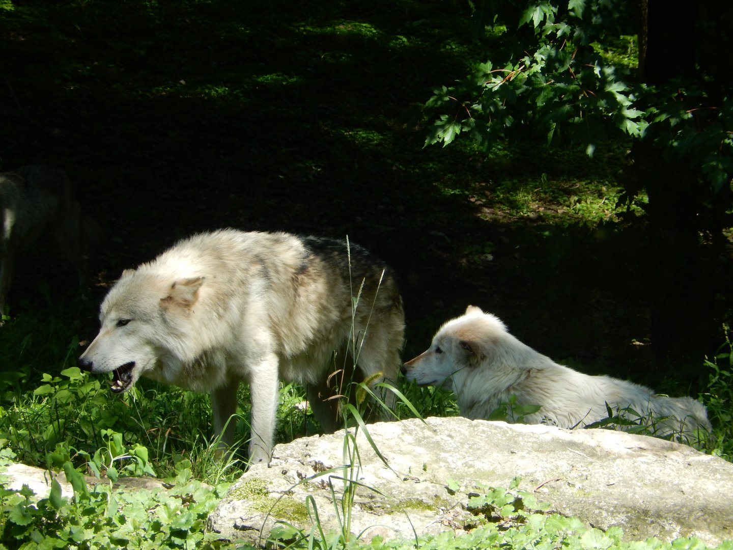 8/19/2019 - The Alphas