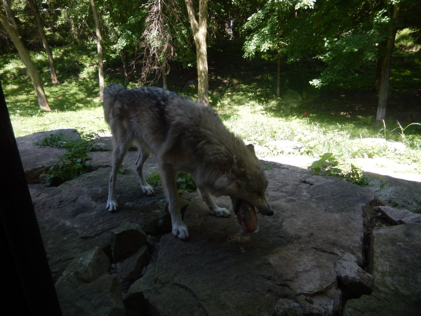 8/19/2019 - The Feast Begins - Wolf feedings take place three times per week
