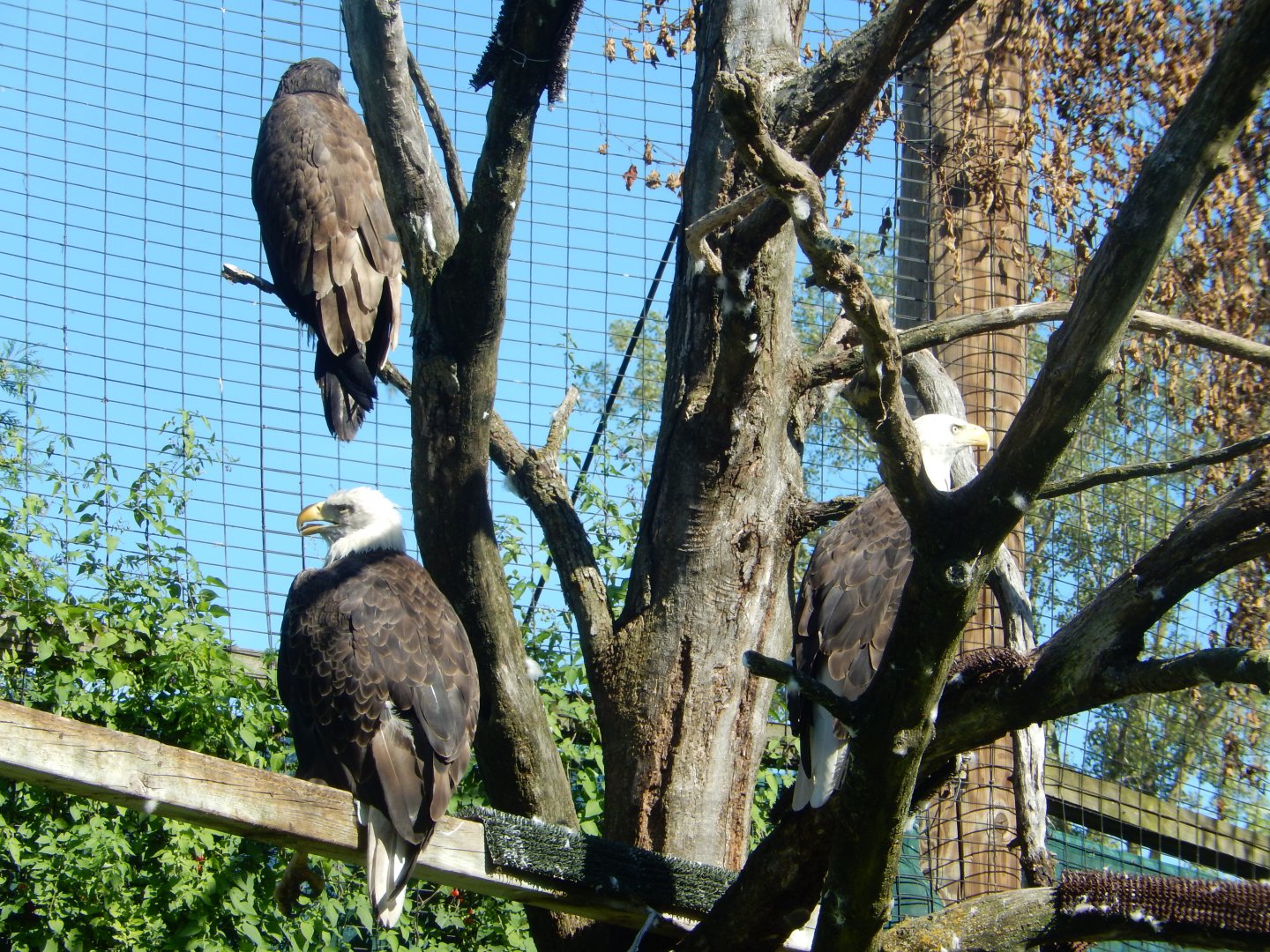 8/19/2019 - U.S. National Emblem Trio