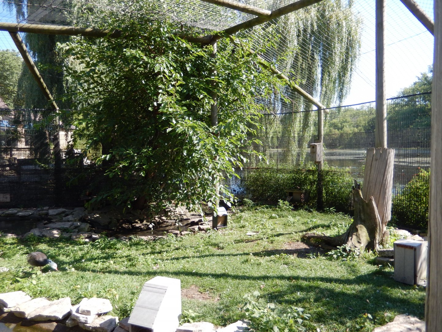 8/19/2019 - Wetland Aviary