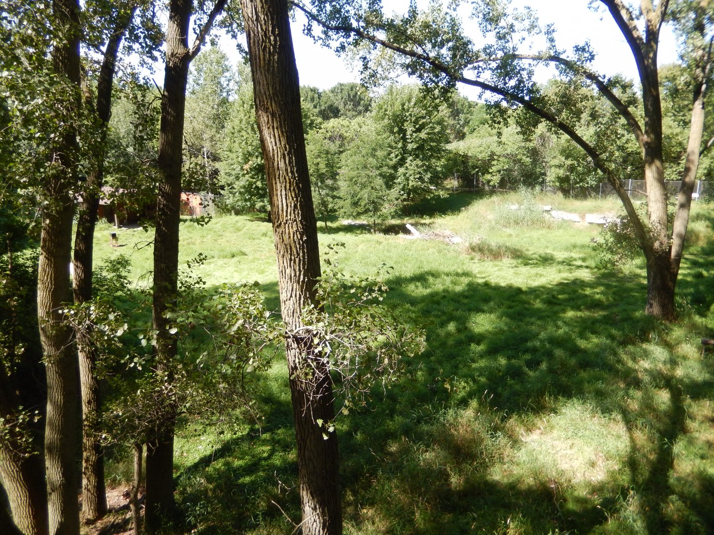 8/19/2019 - White-tailed Deer Habitat (Left Side)