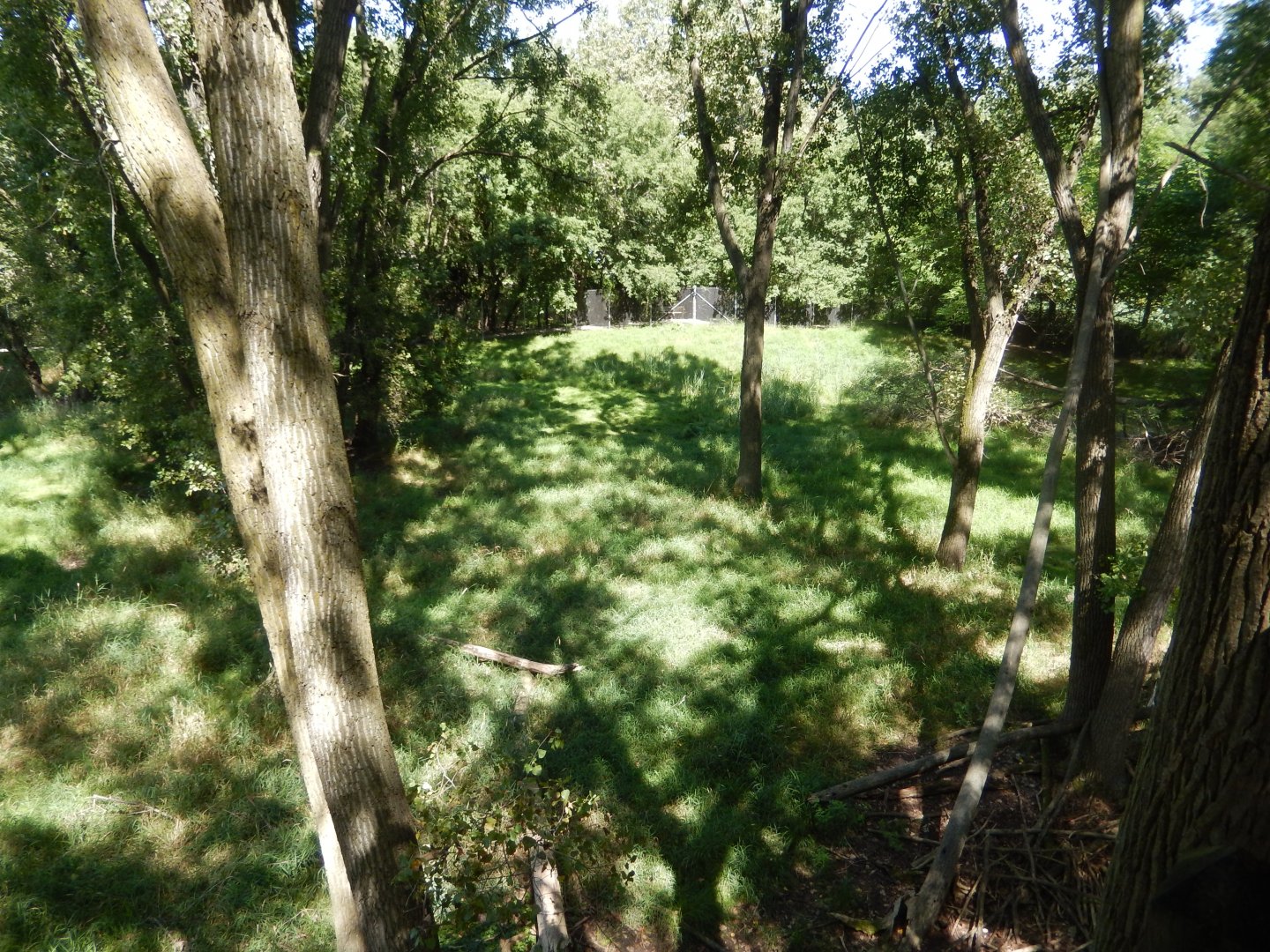 8/19/2019 - White-tailed Deer Habitat (Right Side)