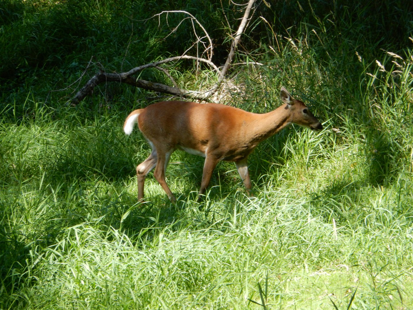 8/19/2019 - White-tailed Deer