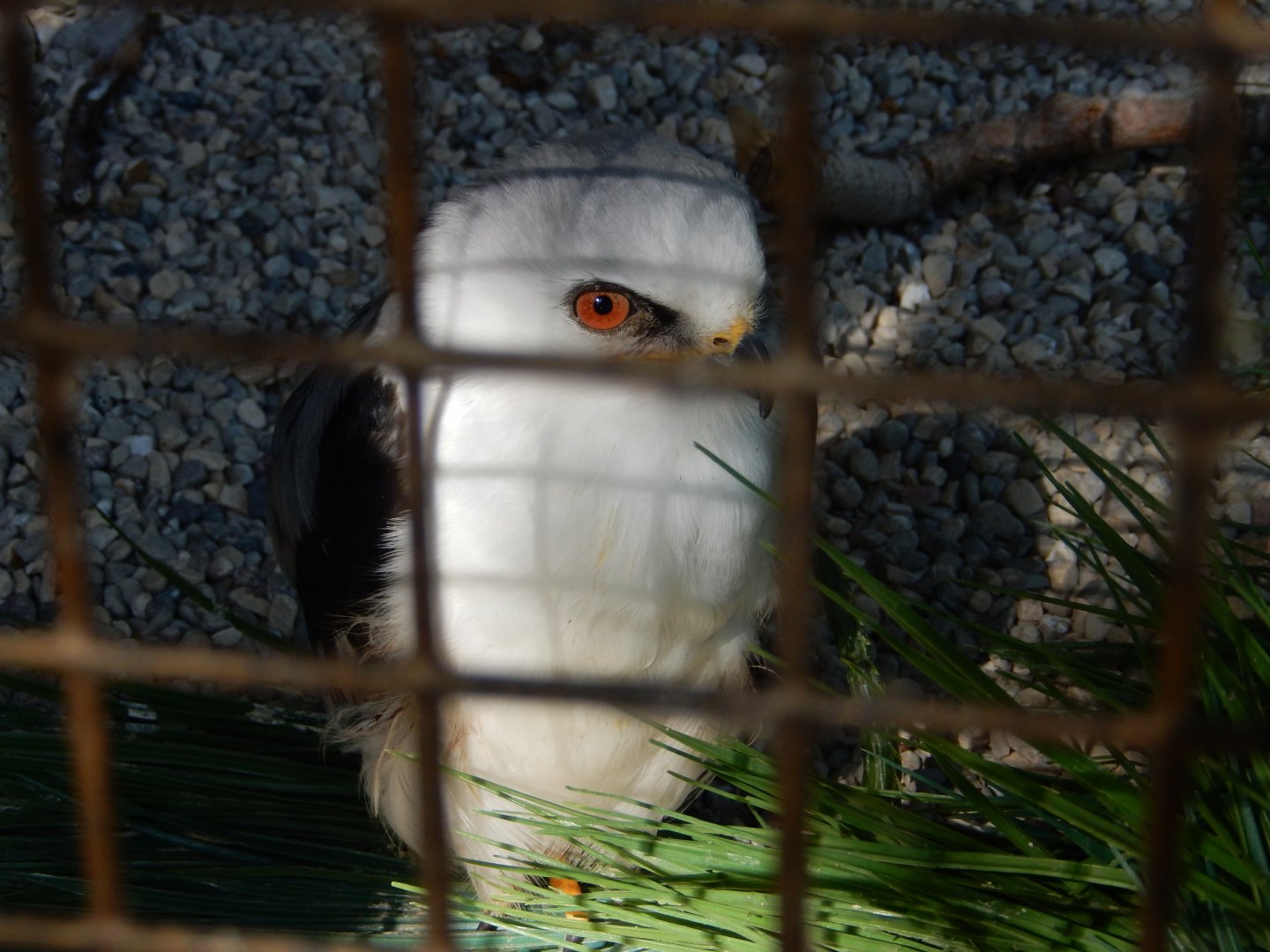 8/19/2019 - White-tailed Kite