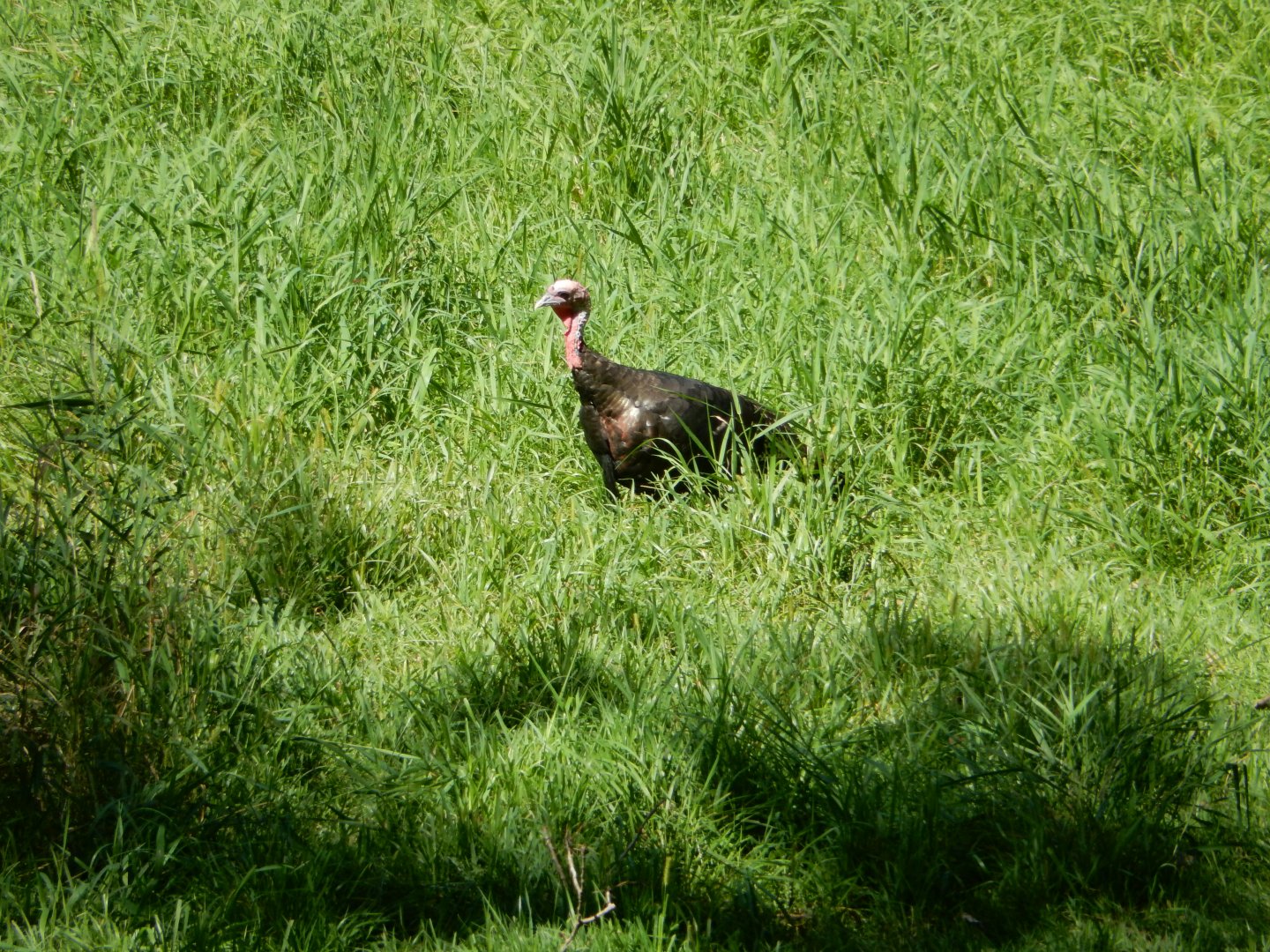 8/19/2019 - Wild Turkey