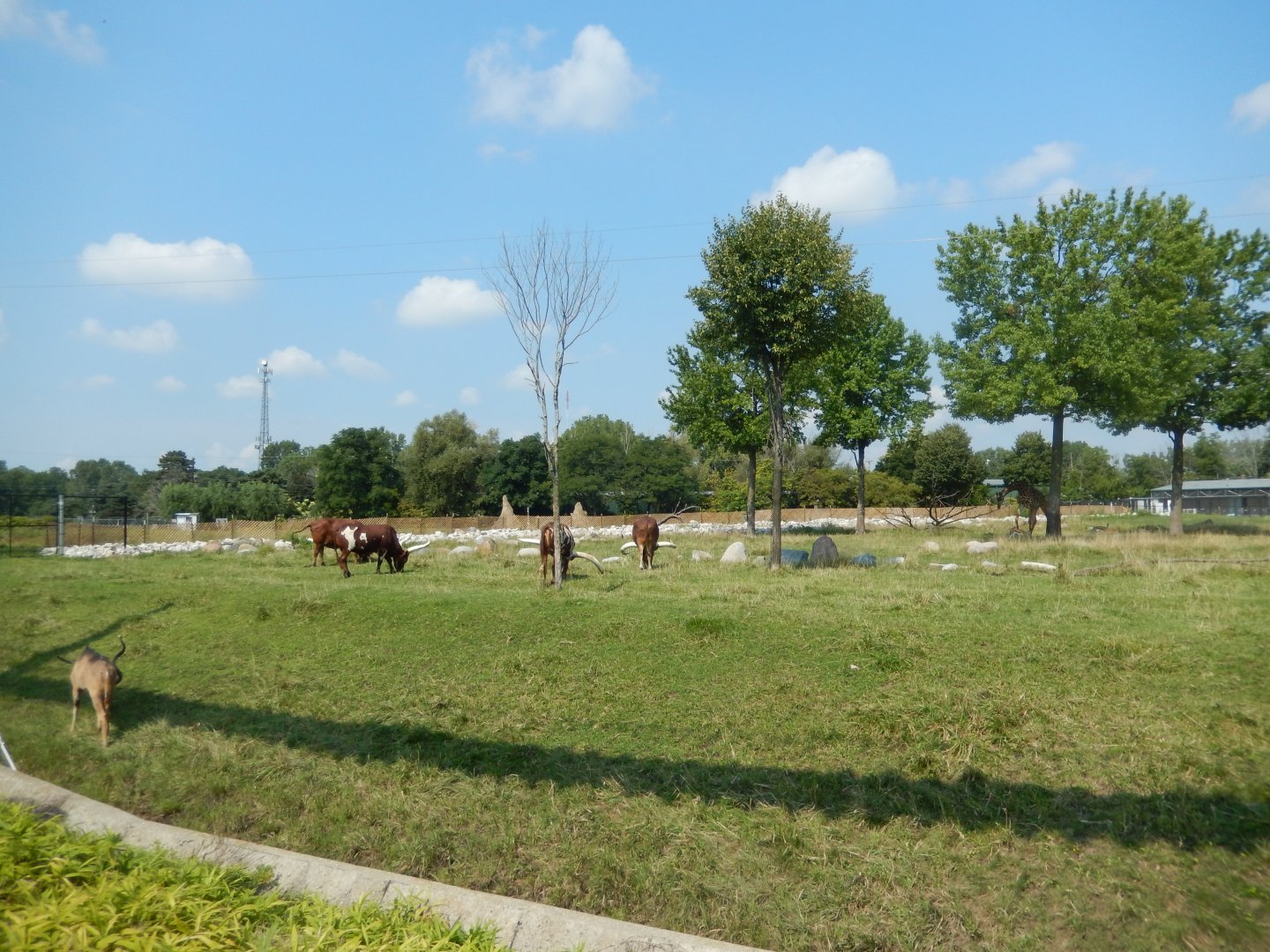 8/21/2021 - Africa! - Center Habitat
