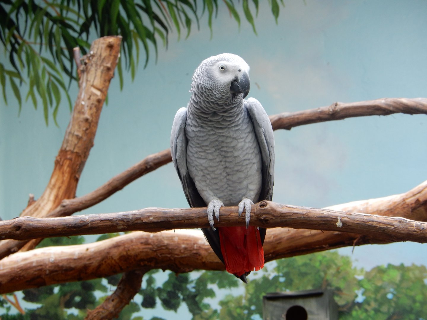 8/21/2021 - African Gray Parrot