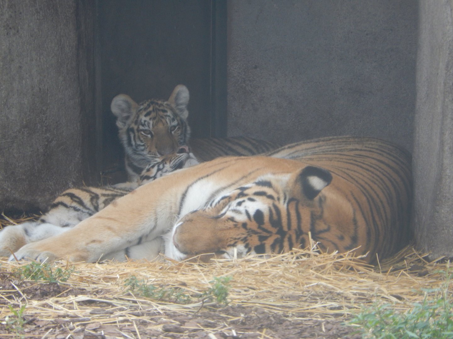 8/21/2021 - Amur Tiger Mom & Cubs