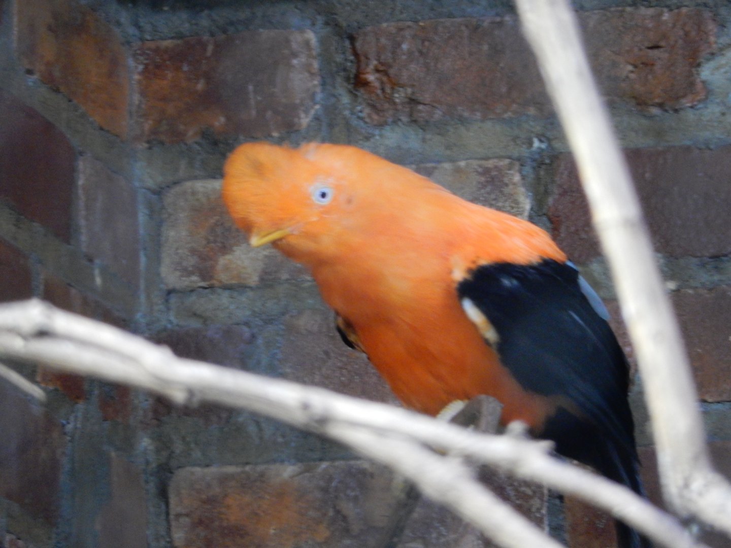 8/21/2021 - Andean Cock-of-the-Rock