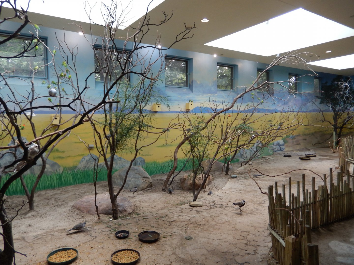 8/21/2021 - Australian Walkthrough Aviary