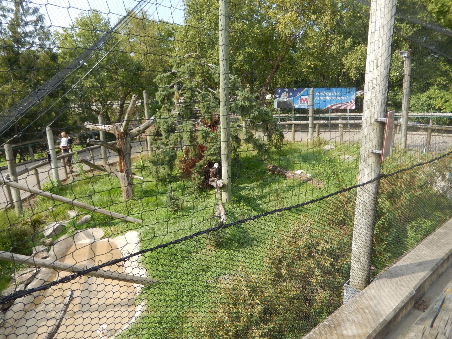 8/21/2021 - Bald Eagle Aviary
