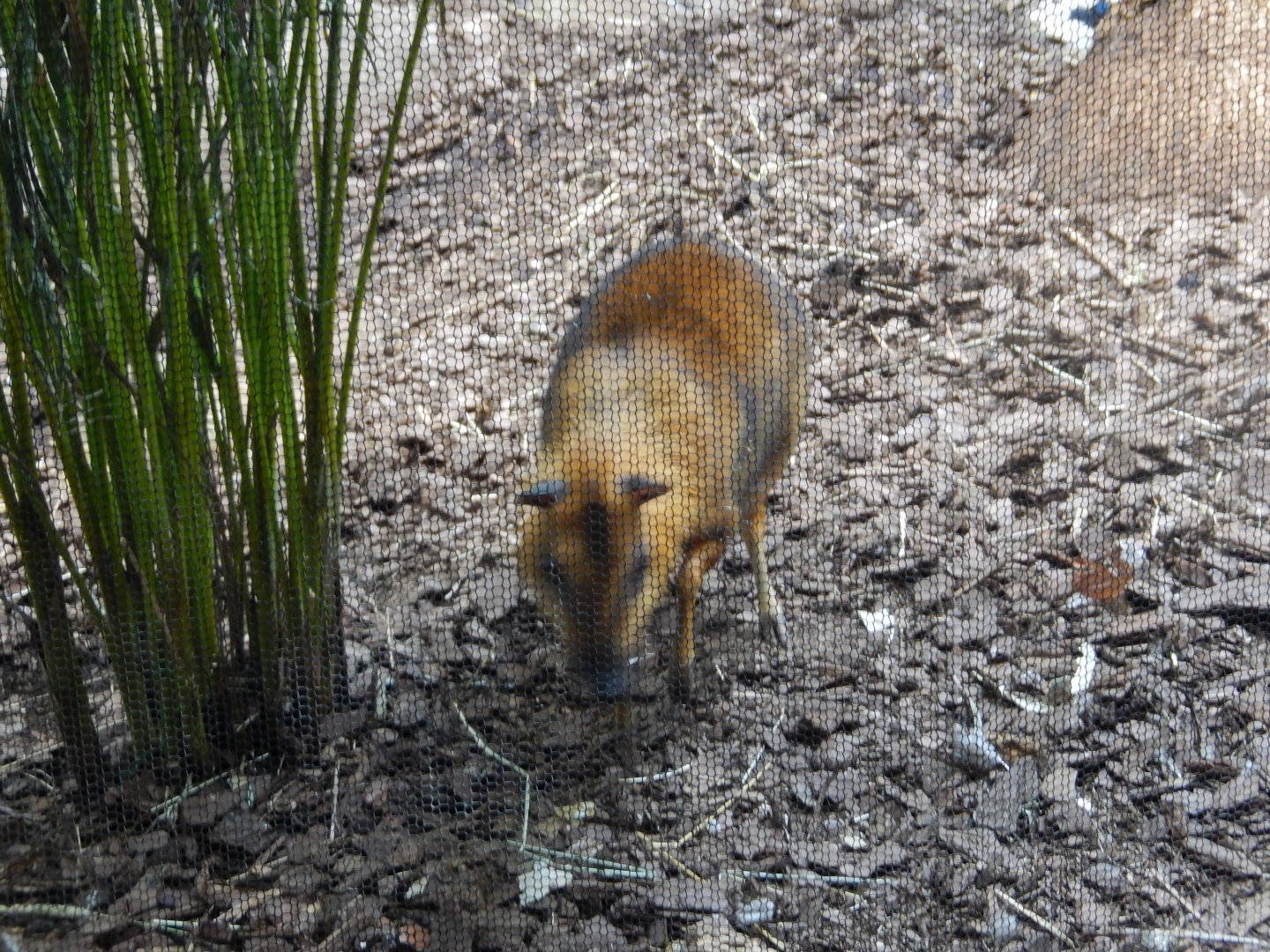 8/21/2021 - Chevrotain