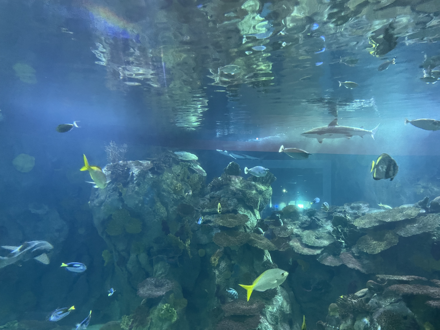 8/21/2021 - Coral Reef Tank