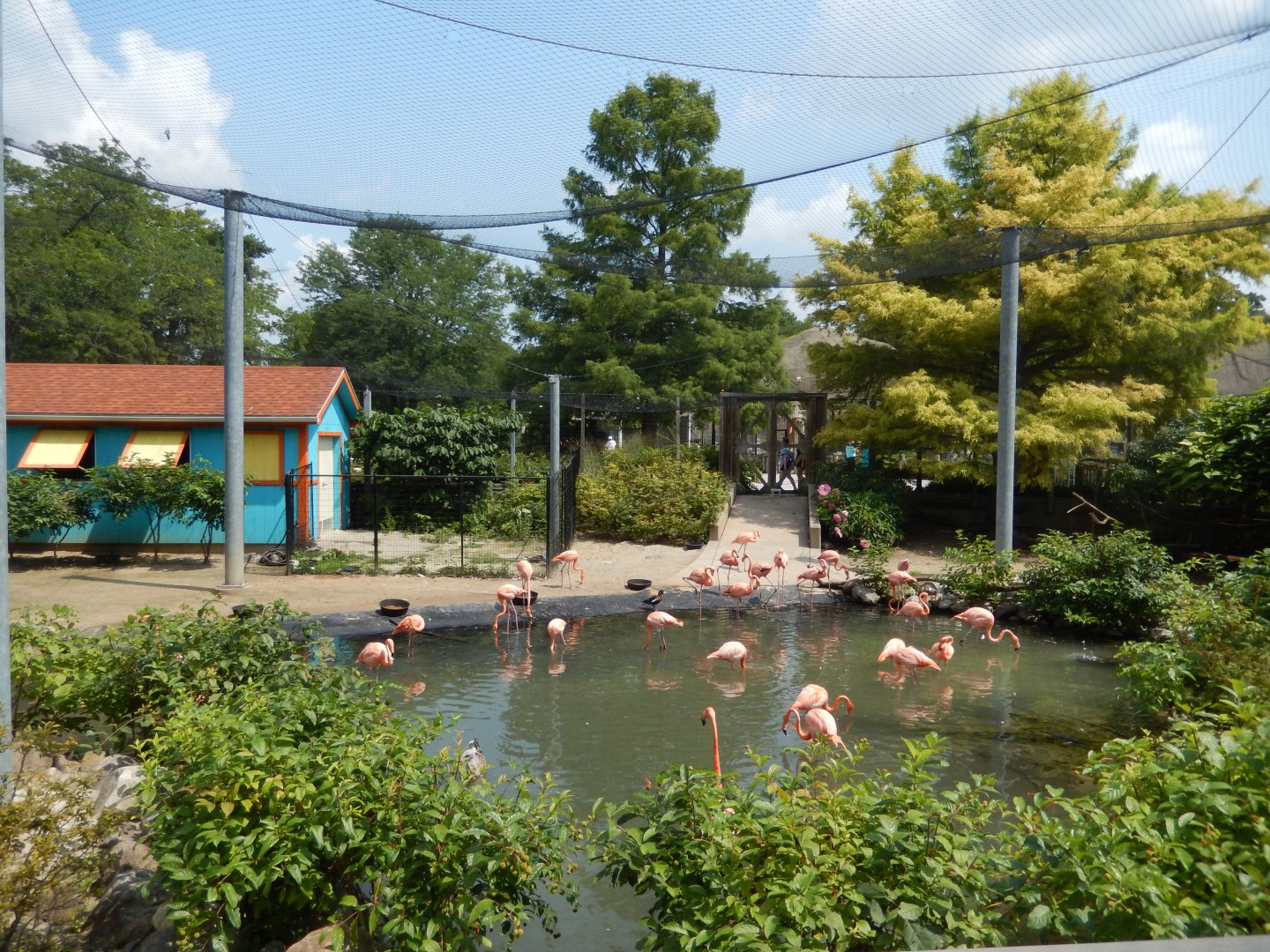 8/21/2021 - Flamingo Key