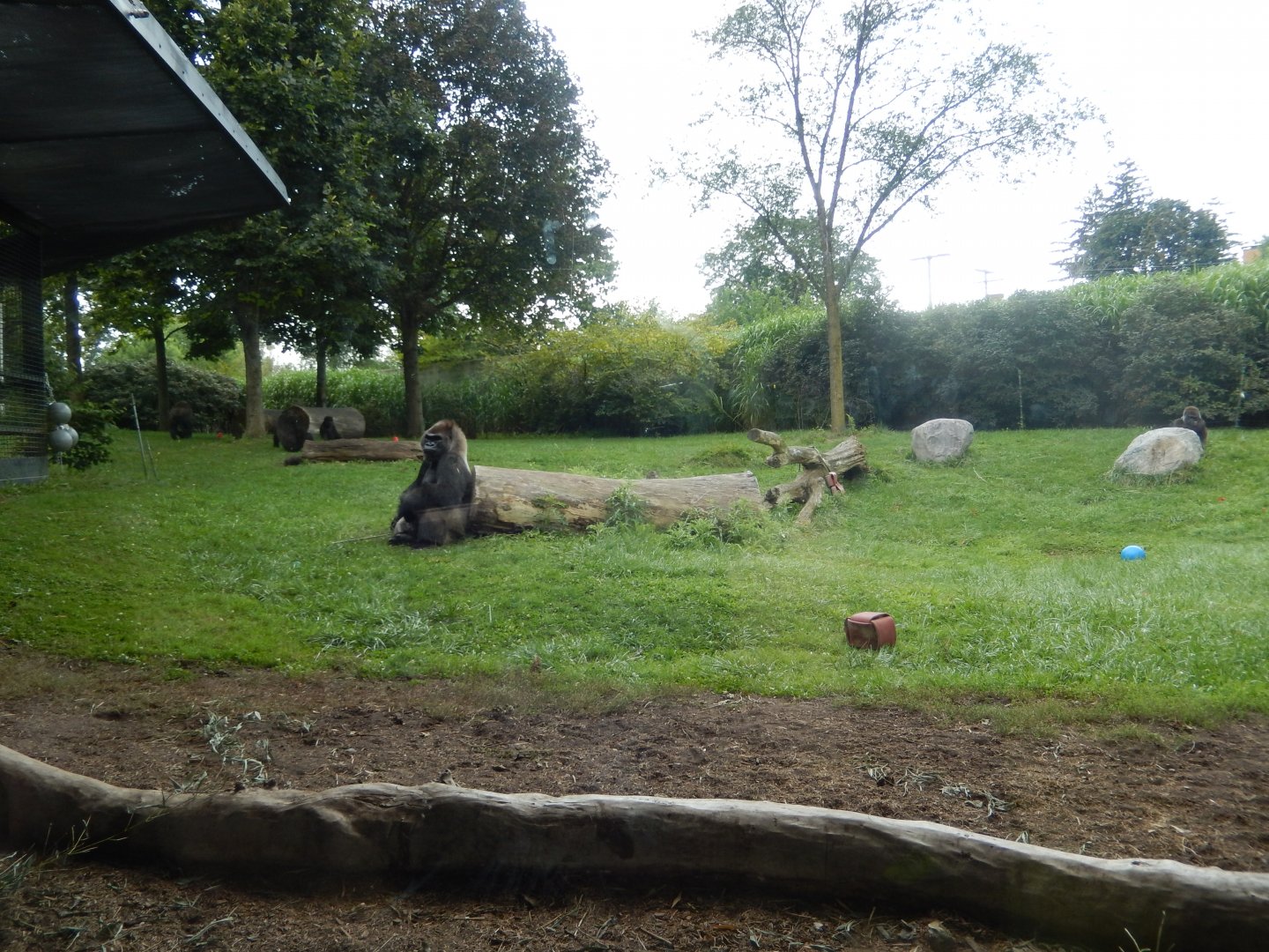 8/21/2021 - Gorilla Meadow