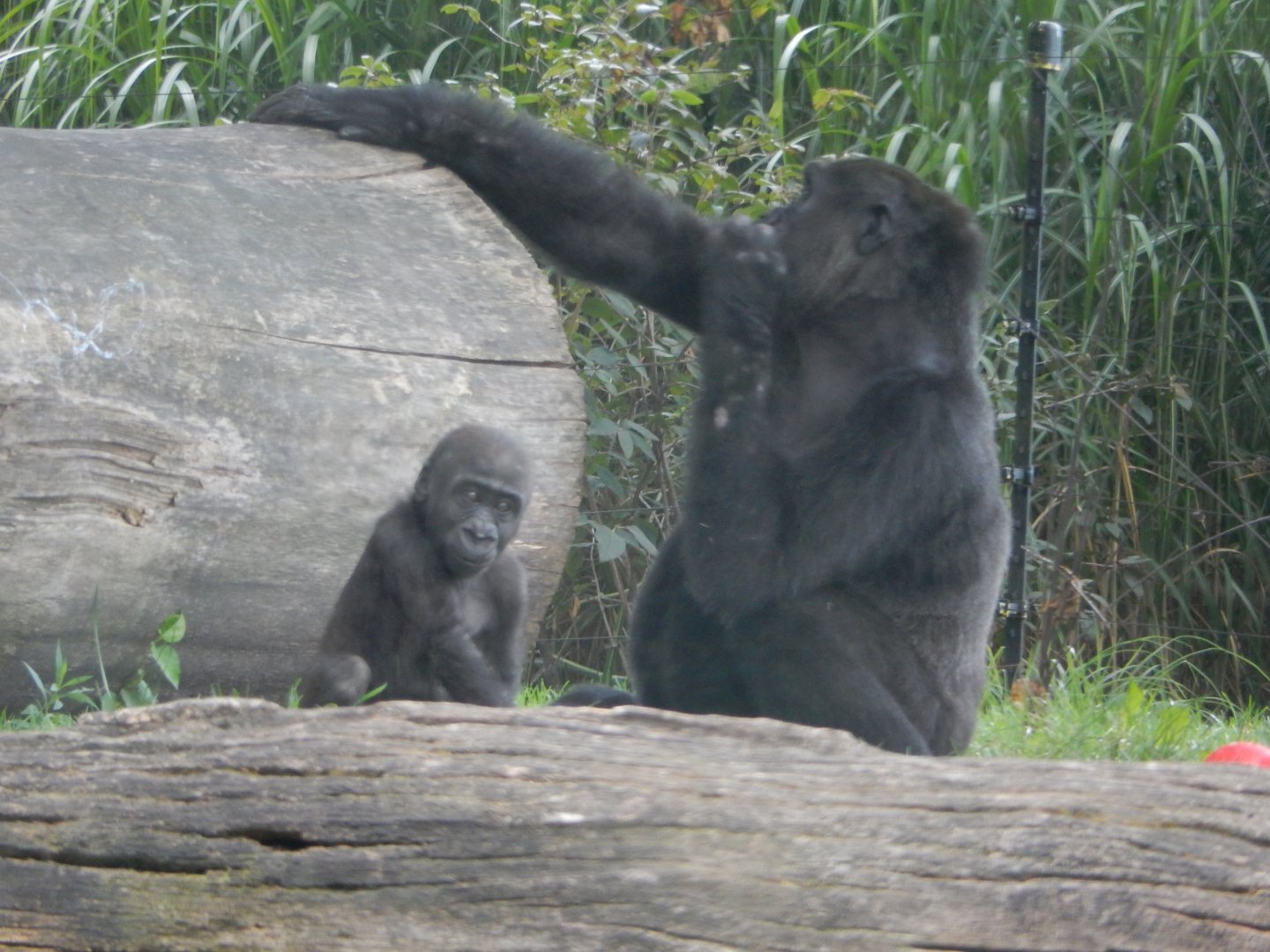 8/21/2021 - Gorilla Mom & Baby