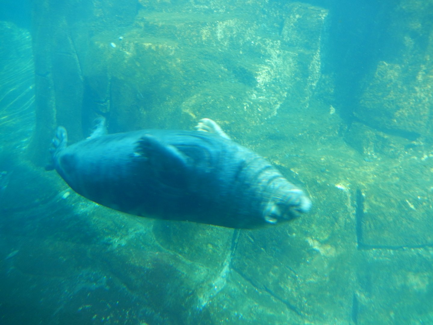 8/21/2021 - Gray Seal