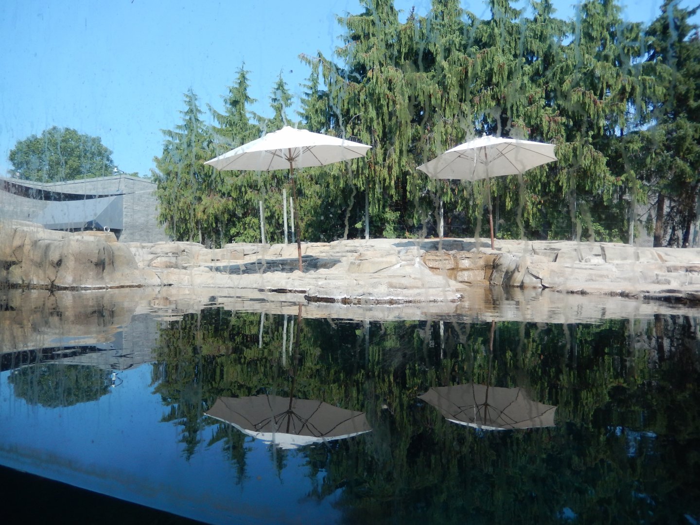 8/21/2021 - Harbor & Gray Seal Habitat